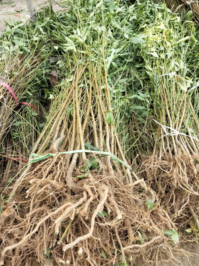 桃树苗，毛挑实生苗自家苗圃种植，现挖现发货