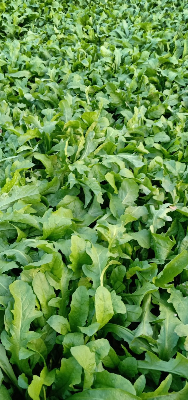 荠菜
