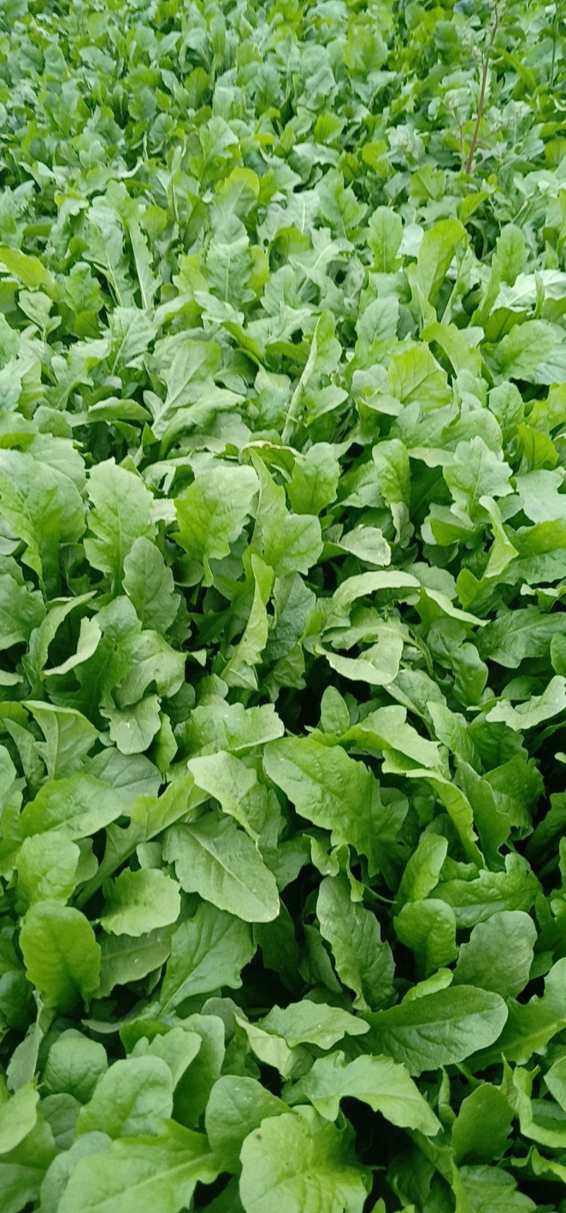 荠菜