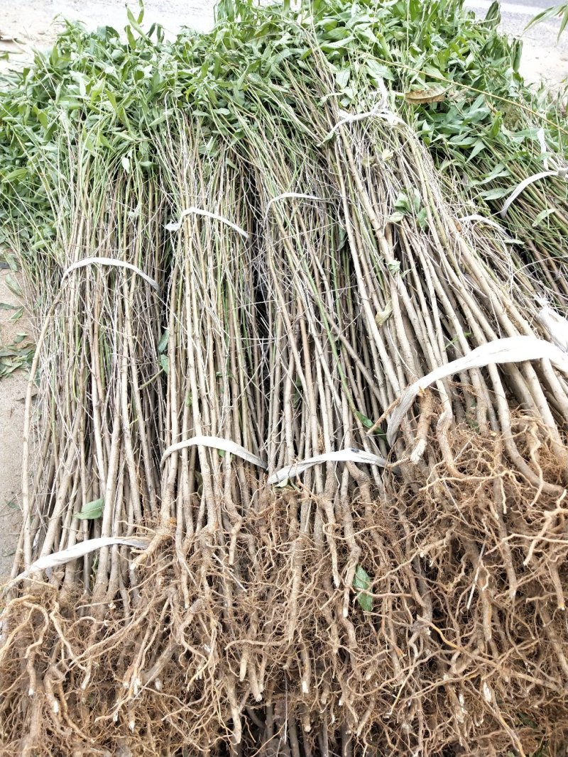 桃树苗，毛挑实生苗自家苗圃种植，现挖现发货
