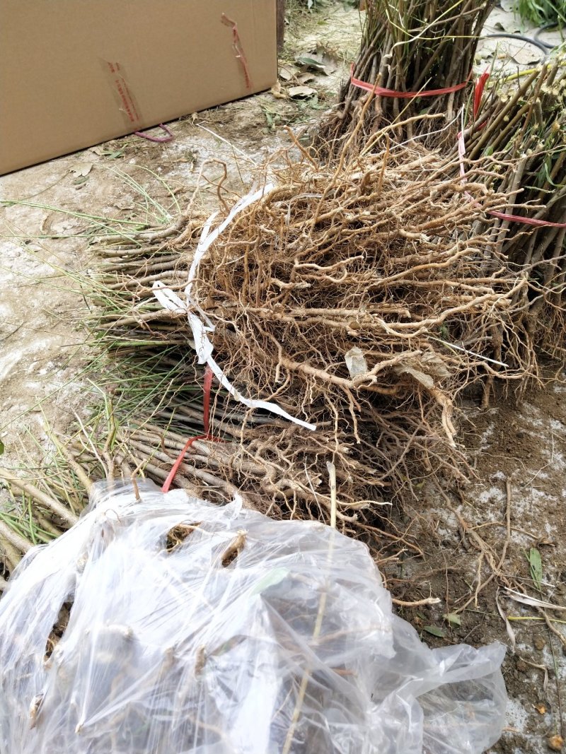 桃树苗，毛挑实生苗自家苗圃种植，现挖现发货