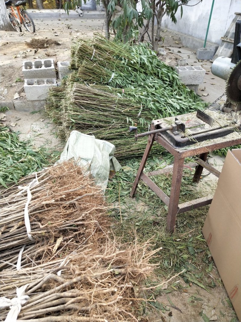 桃树苗，毛挑实生苗自家苗圃种植，现挖现发货
