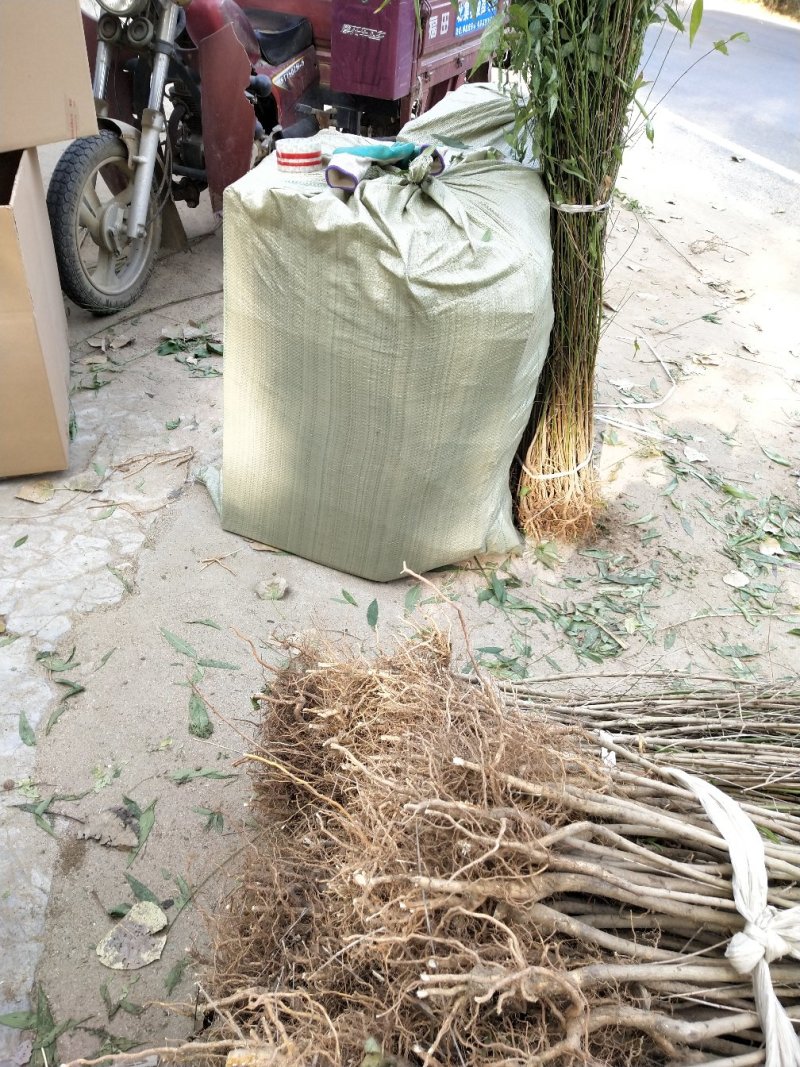 桃树苗，毛挑实生苗自家苗圃种植，现挖现发货