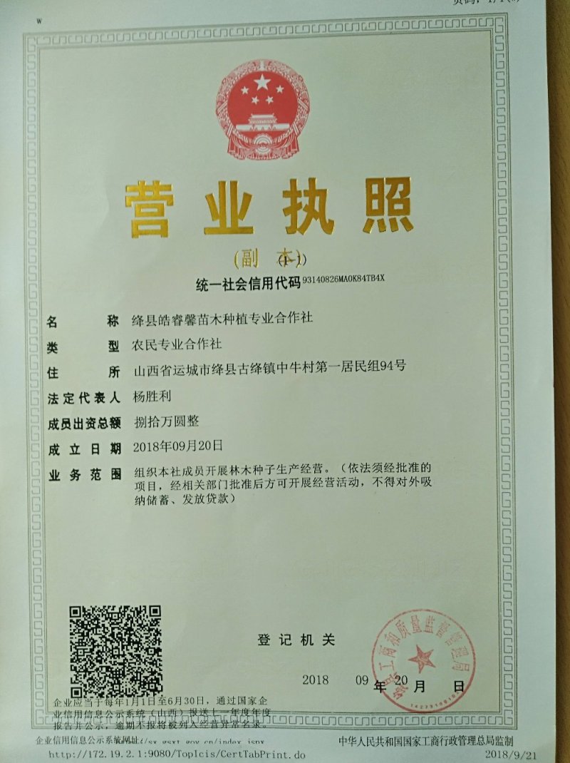 连翘苗，药用连翘苗，1年2年3年连翘苗巜500亩直供》