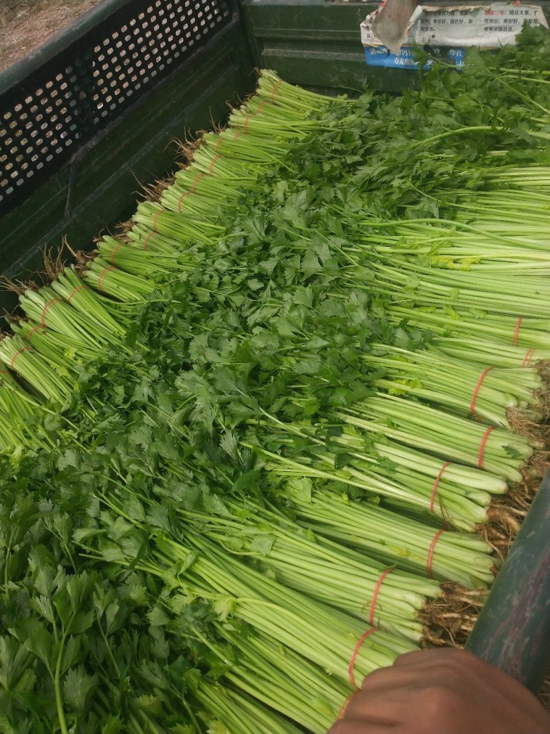 芹菜，基地直供，价格美丽，货源稳定，保质保量发货