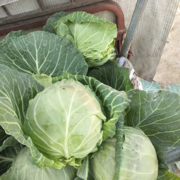 河北精品圆包菜大量上市品质保证量大从优一手货源
