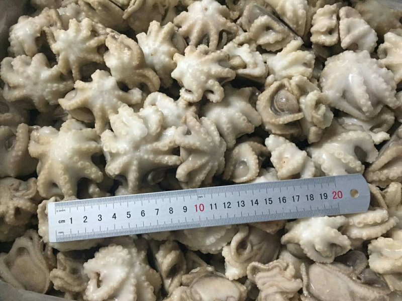脆口高品质八爪鱼单冻切段产地直供货源充足欢迎咨询