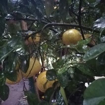 梁平柚订购