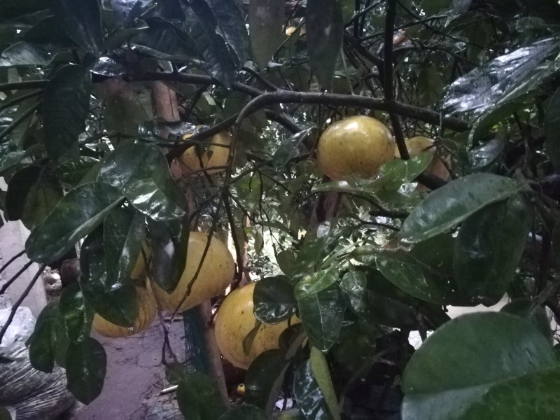 梁平柚订购