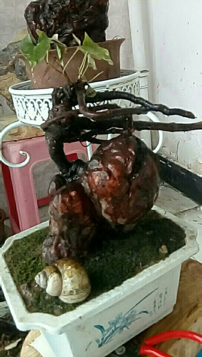 野生何首乌盆栽