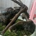 野生何首乌盆栽
