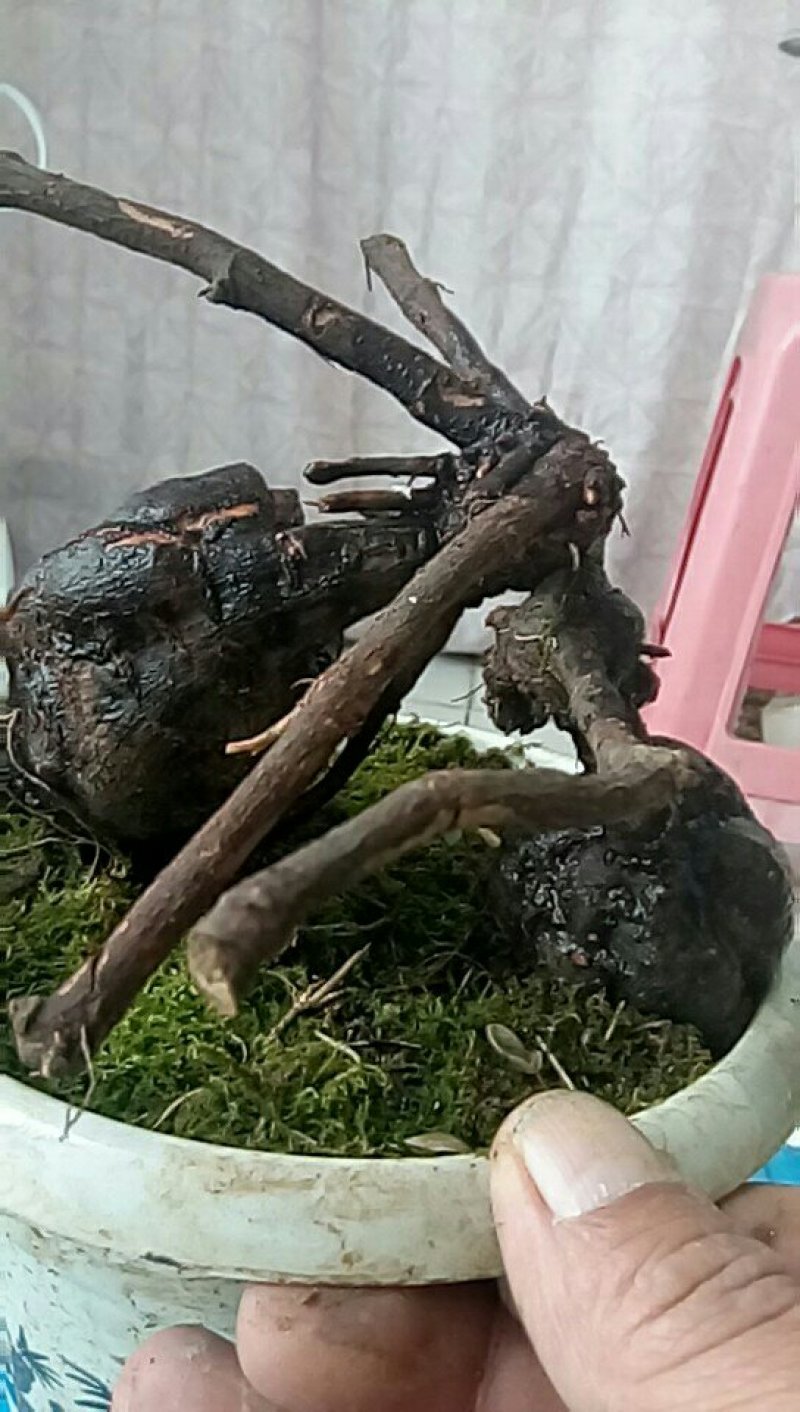 野生何首乌盆栽