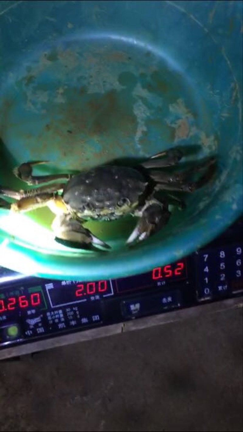 螃蟹食用雌蟹