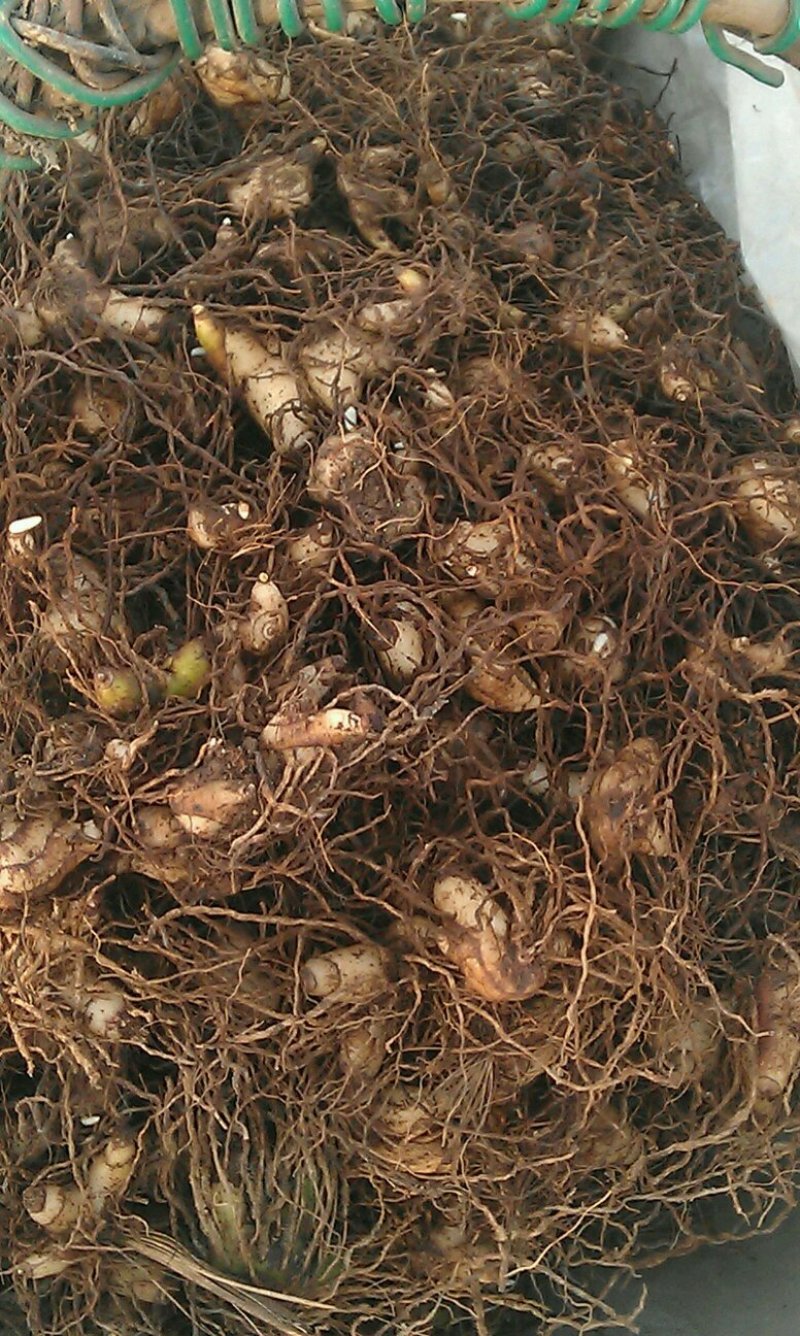 白芨货源充足保质保量欢迎联系合作共创双赢