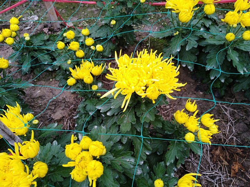 金丝皇菊
