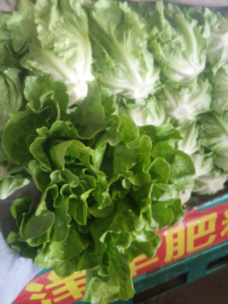 意大利生菜颜色不错。