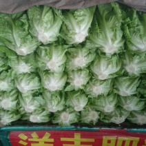 意大利生菜颜色不错。