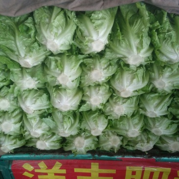 意大利生菜颜色不错。