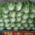 意大利生菜颜色不错。
