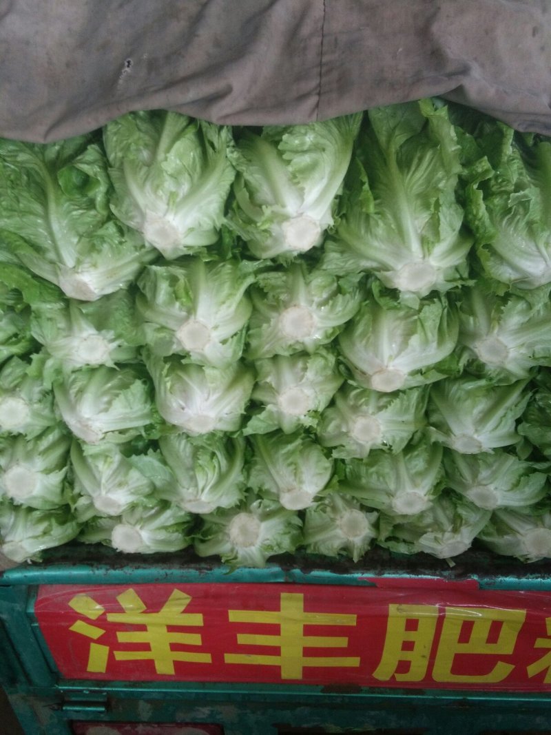 意大利生菜颜色不错。