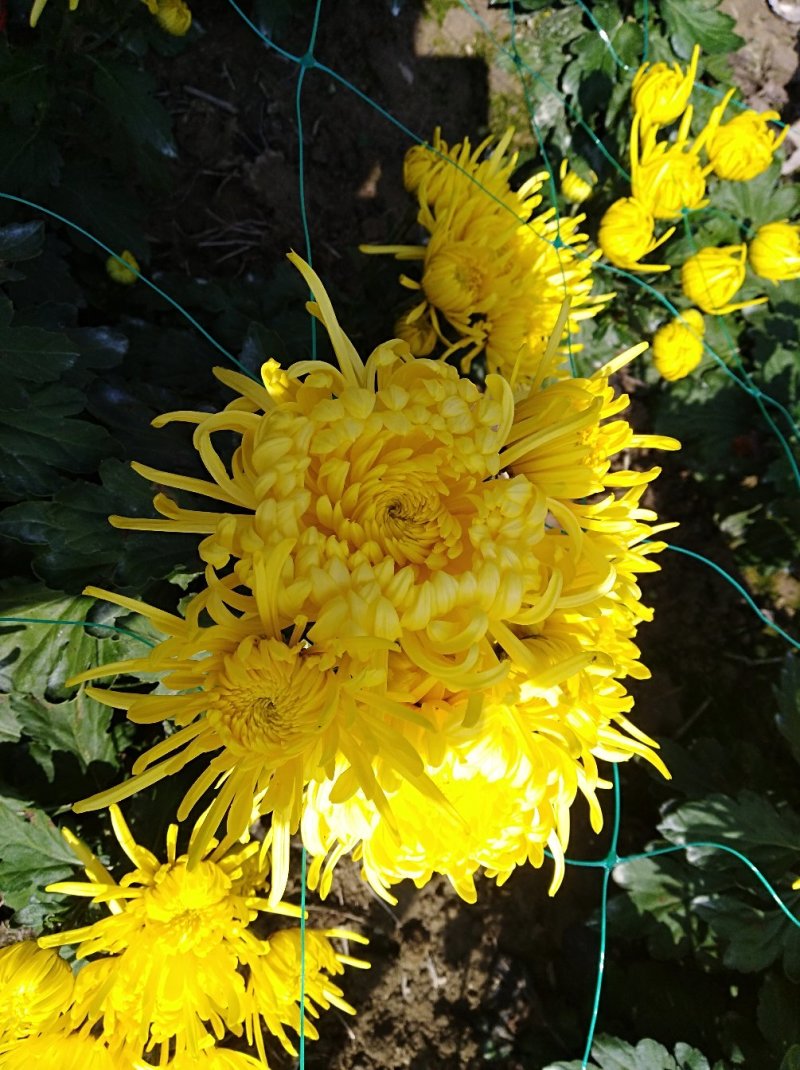 金丝皇菊