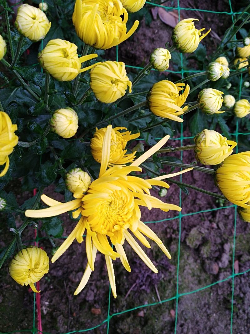 金丝皇菊