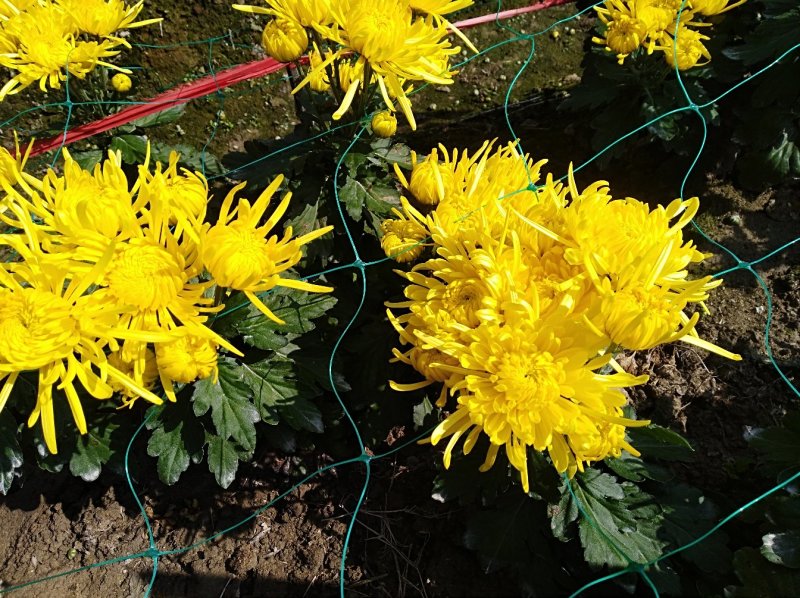 金丝皇菊