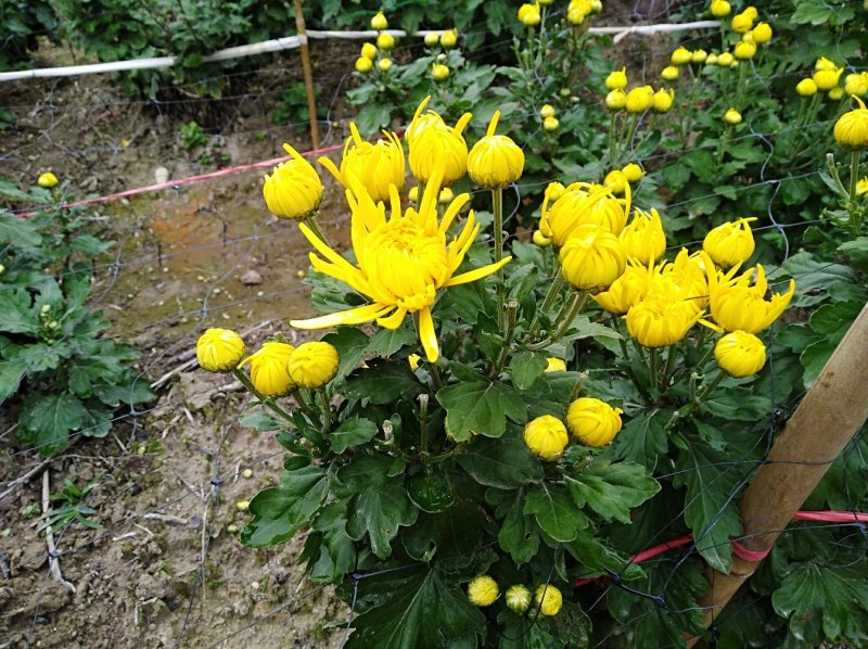 金丝皇菊