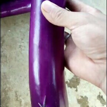 茄子