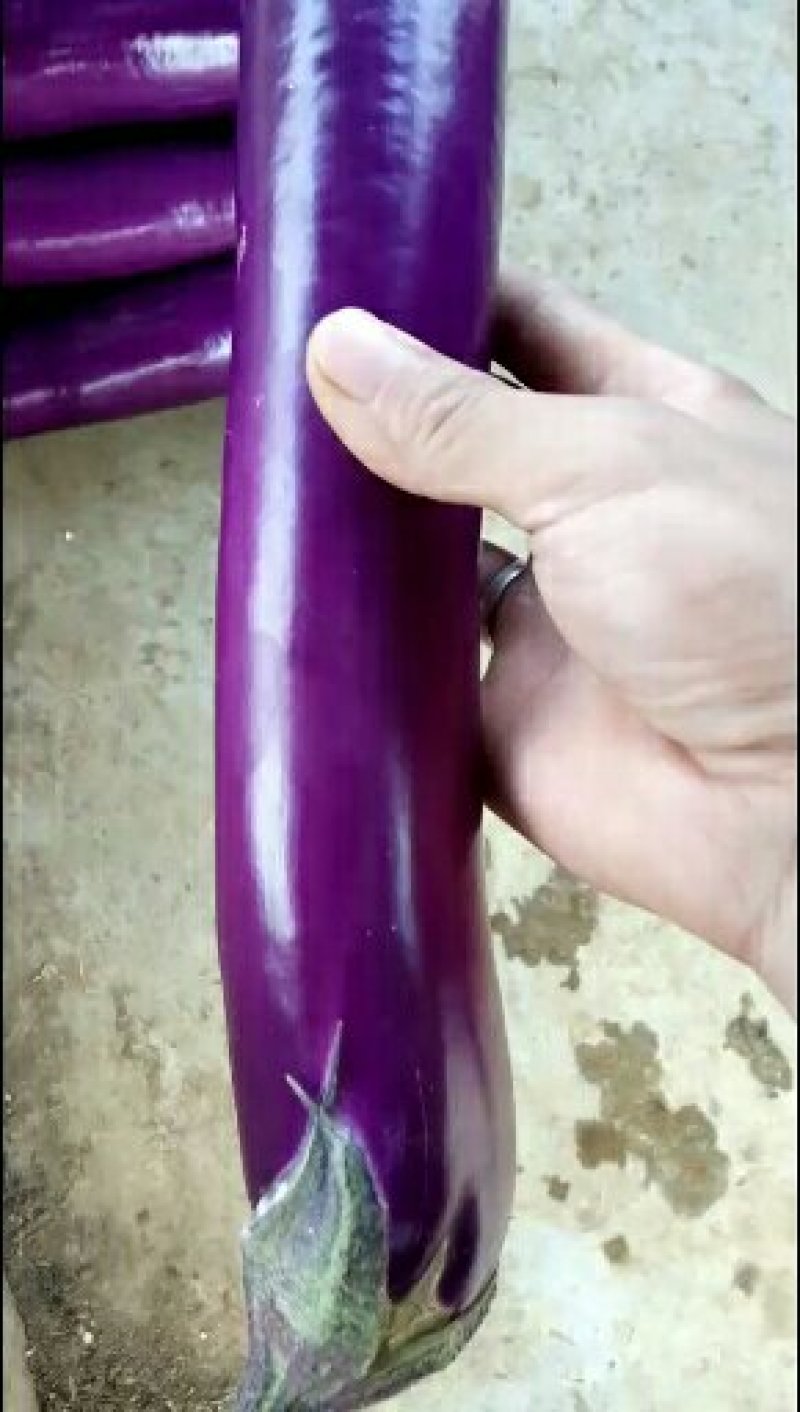 茄子