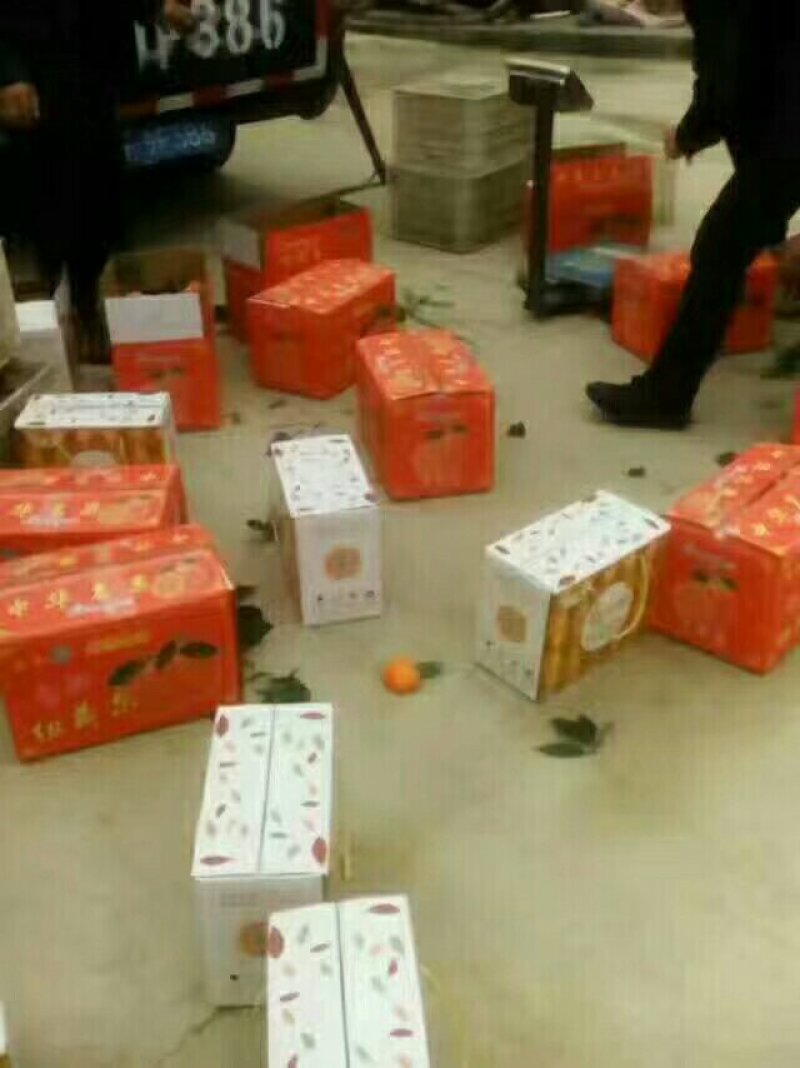 奉节脐橙