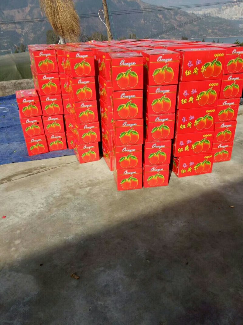 奉节脐橙