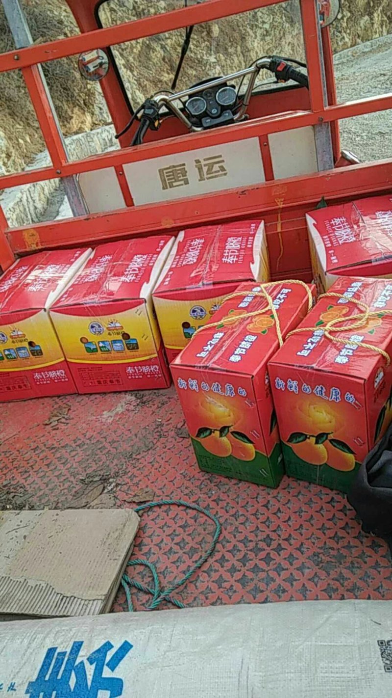 奉节脐橙