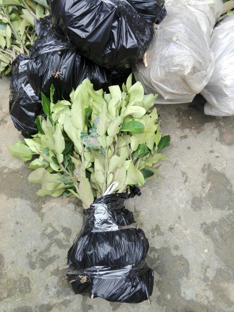 正宗嫁接福建冠溪蜜柚苗（白肉），一年苗！泥浆保湿，薄膜包
