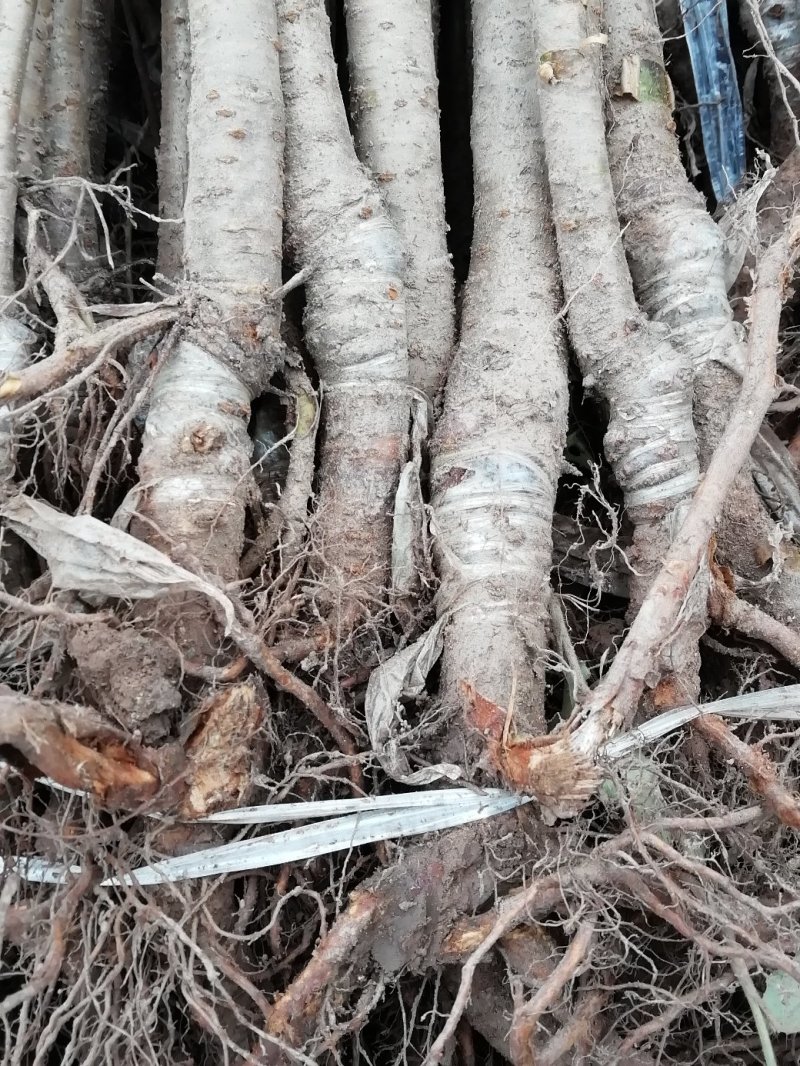 脆皮樱桃，玛瑙红樱桃苗出售。