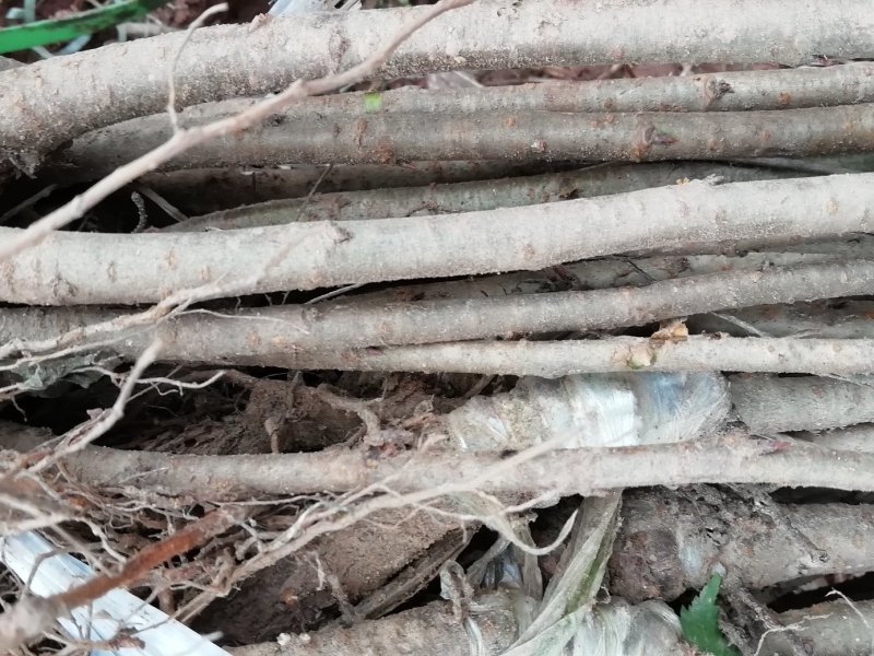 脆皮樱桃，玛瑙红樱桃苗出售。
