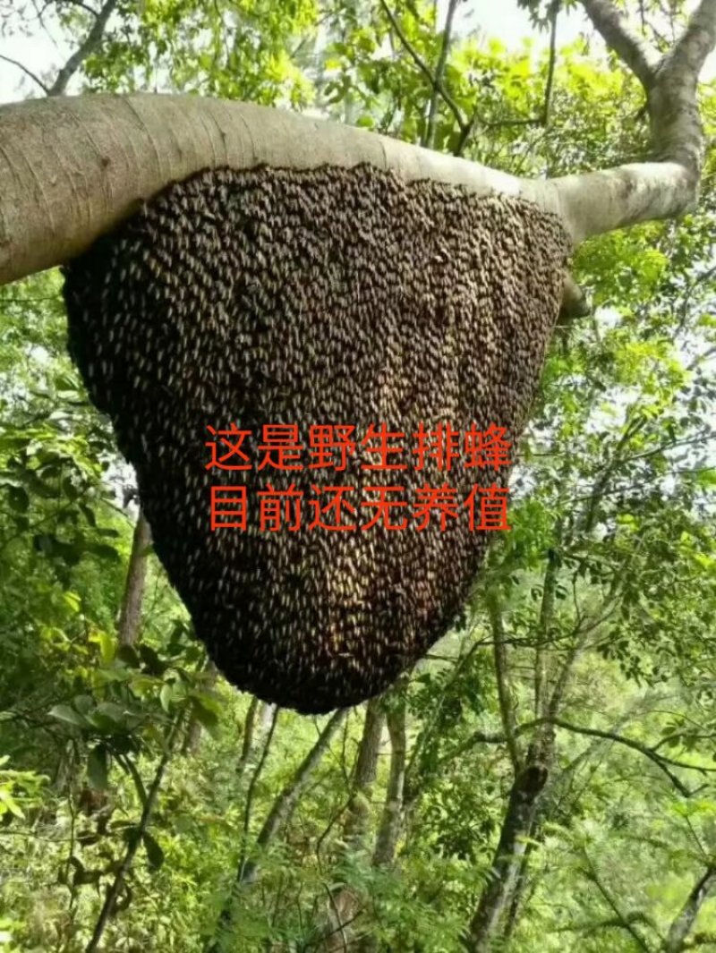 蜂蜜排蜂蜜
