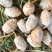 白果仁银杏果