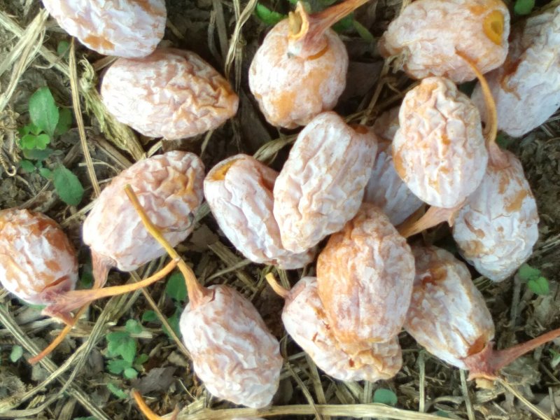 白果仁银杏果