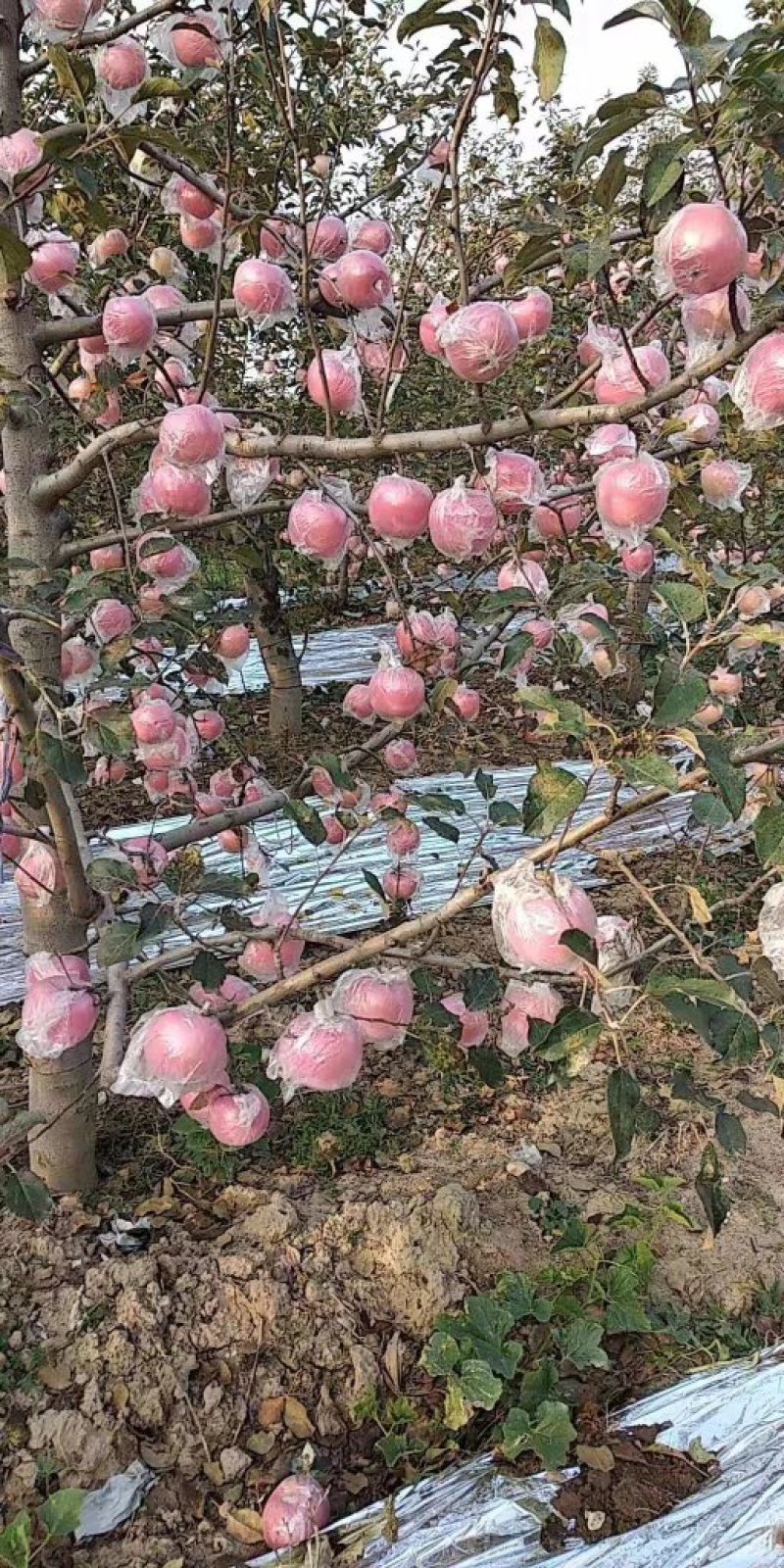 精品红富士苹果纸加膜已经大量上市，质量杠杠的