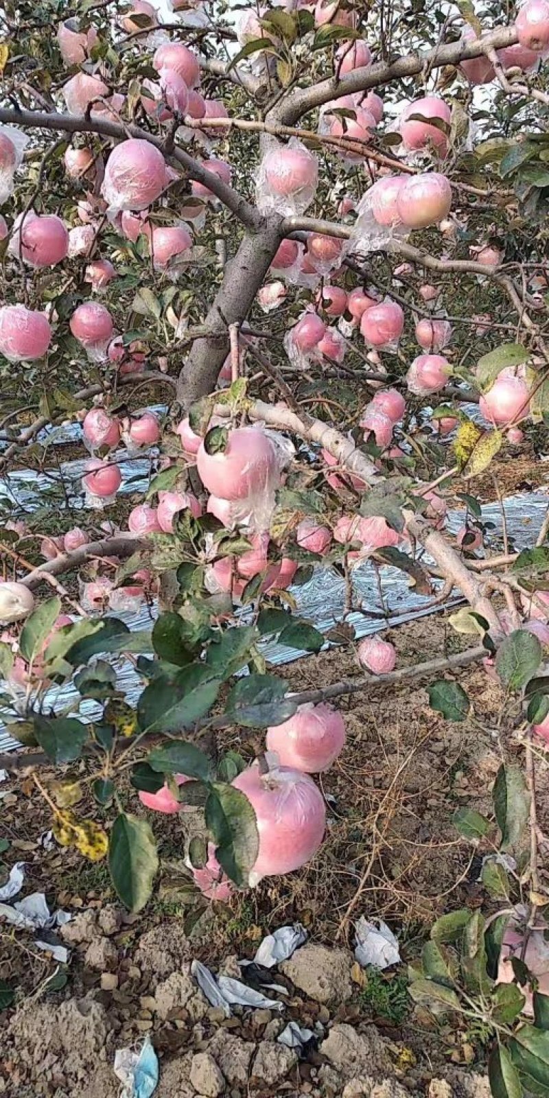 精品红富士苹果纸加膜已经大量上市，质量杠杠的