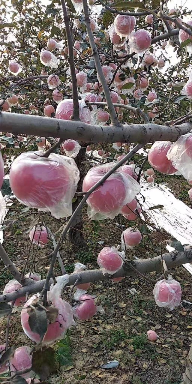 精品红富士苹果纸加膜已经大量上市，质量杠杠的
