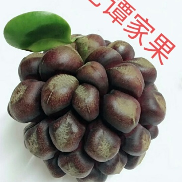 黑老虎