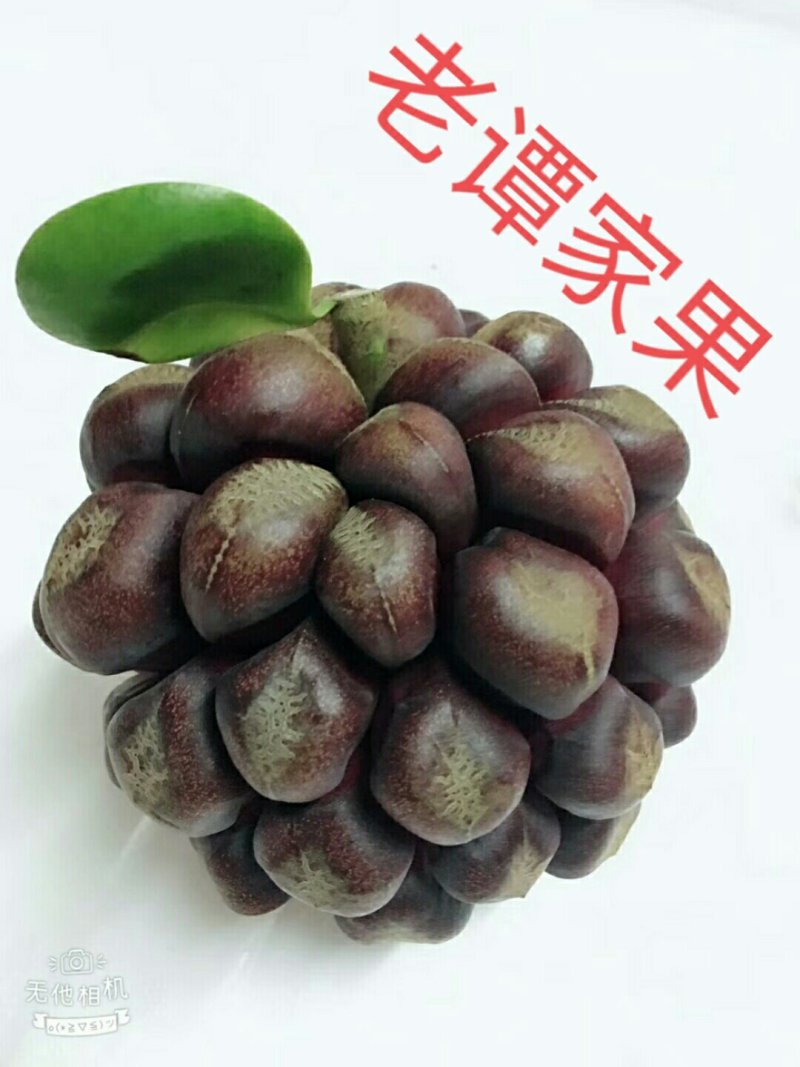 黑老虎
