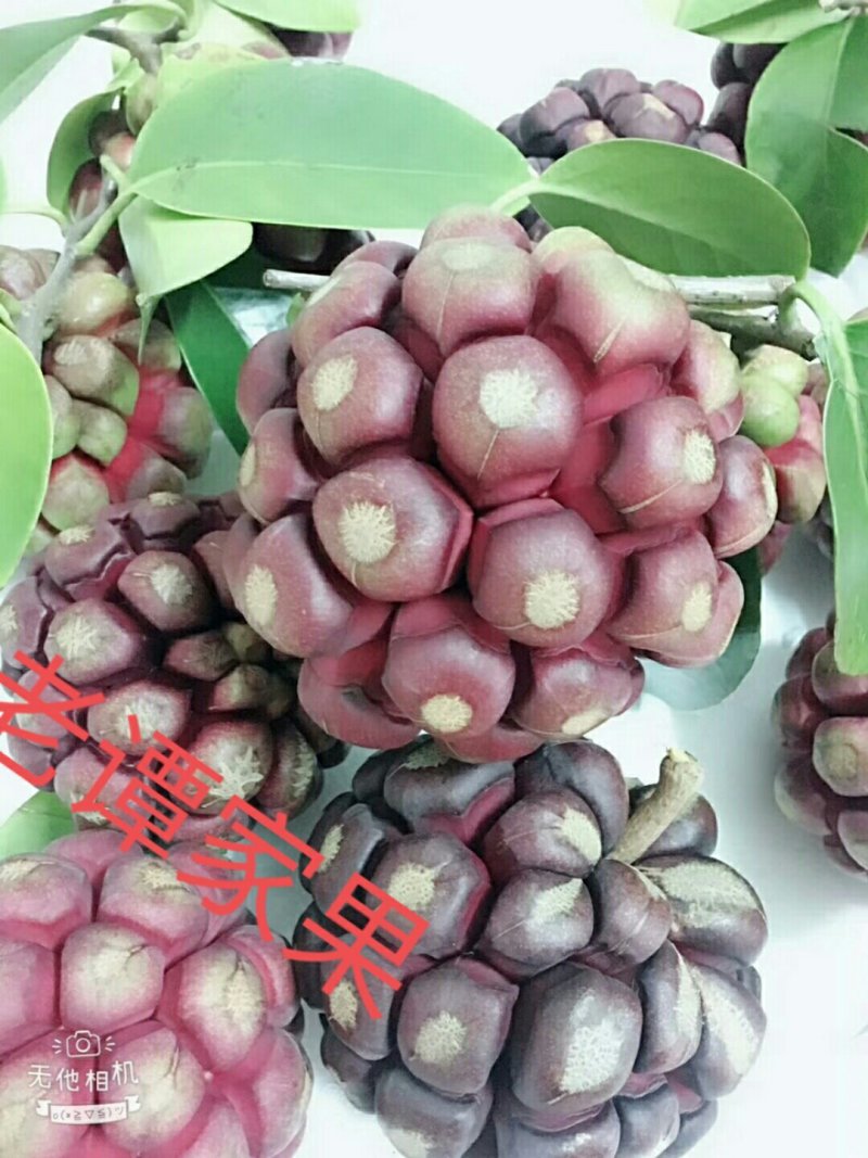 黑老虎
