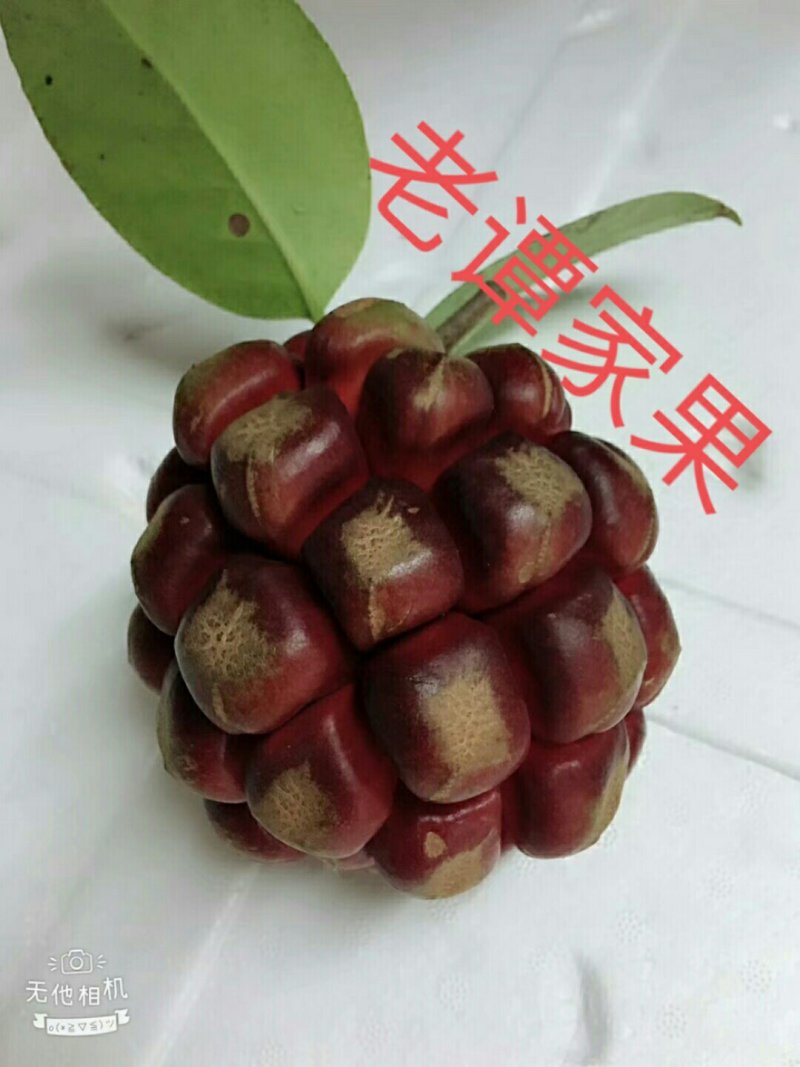黑老虎