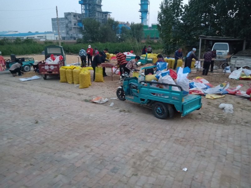 鲜花生，沙土地，手捡过筛