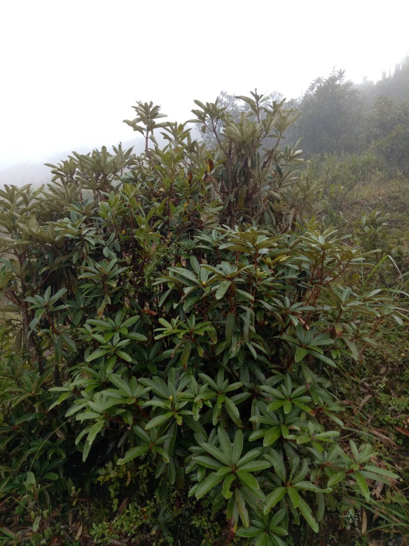 黄杨，高山杜鹃