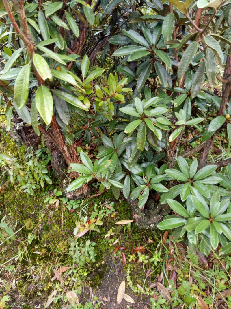 黄杨，高山杜鹃