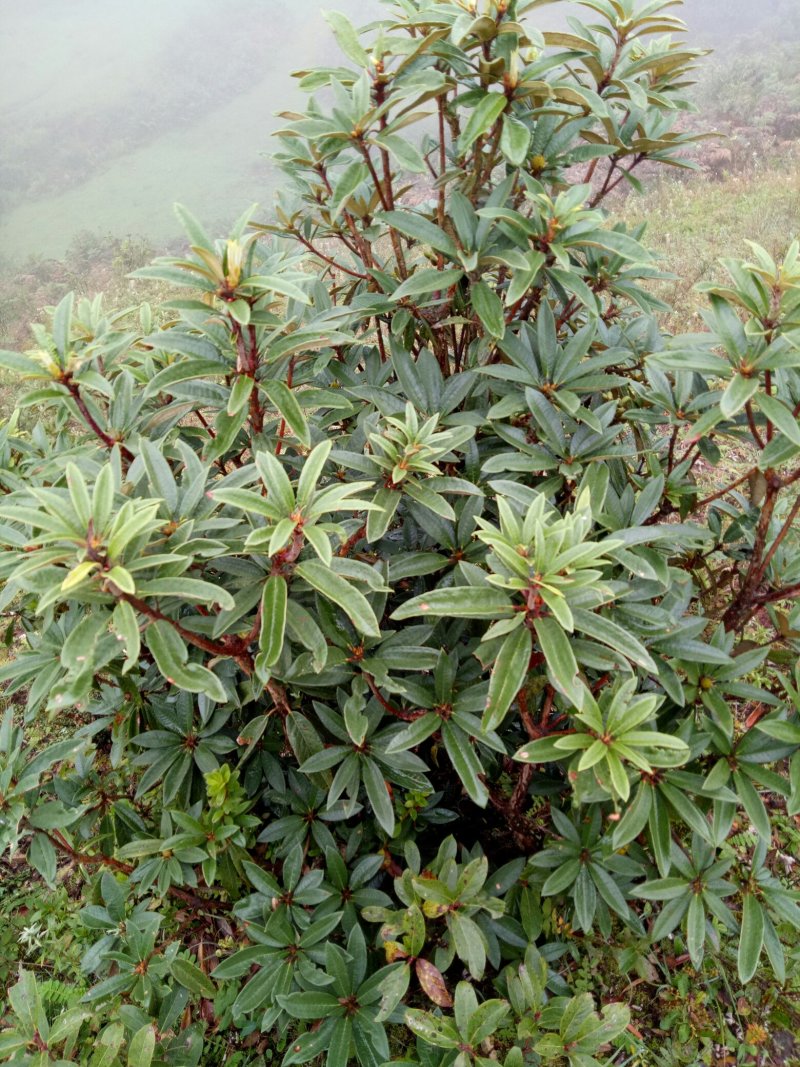 黄杨，高山杜鹃